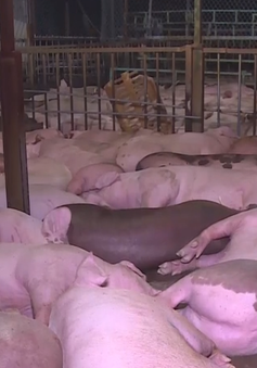 Bất cập xử lý hơn 3.000 lợn bị nhiễm thuốc an thần