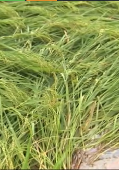 Vĩnh Long: Gần 1.000ha lúa đổ ngã do mưa lớn