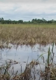 23.000ha lúa Hè Thu ở Cà Mau bị ngập nước