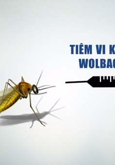 Sẽ thả muỗi trừ sốt xuất huyết ra ngoại thành Nha Trang