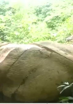 Myanmar: Loài voi gặp nguy hiểm trước nạn lột da làm thuốc