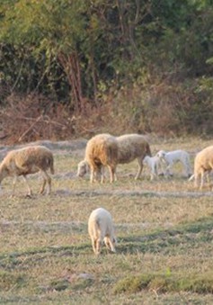 Ninh Thuận: Gian nan công cuộc tìm nguồn thức ăn cho cừu