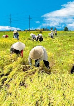 Hà Nội: Sở Nông nghiệp và PTNT phấn đấu nâng tốc độ tăng trưởng ngành