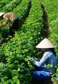 Nông nghiệp Việt Nam thắng lớn trong năm 2017