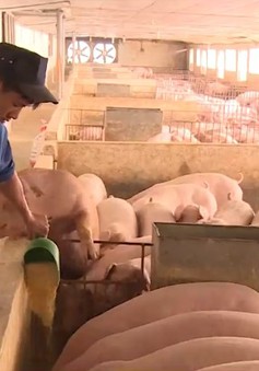 Quy trình chăn nuôi lợn áp dụng công nghệ sinh học