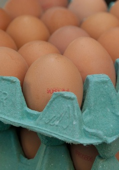 Italy thu giữ 92.000 quả trứng nhiễm Fipronil