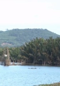 Cân nhắc việc phá rừng dừa nước trăm tuổi ở Quảng Ngãi