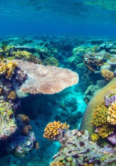 Rạn san hô lớn nhất Australia “thoát hiểm”