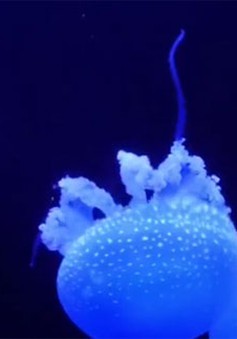 Bộ sưu tập sứa độc đáo tại Nhật Bản