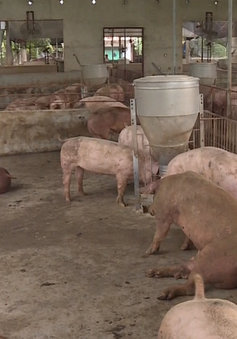 TP.HCM: Thịt lợn không đeo vòng truy xuất không được vào chợ