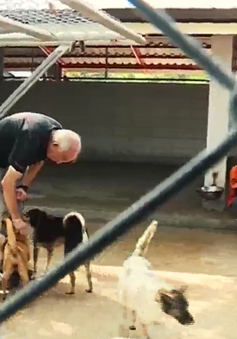 Trạm cứu hộ Soi Dog - mái nhà cho những chú chó được giải cứu