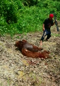 Bị bắt vì giết hại và ăn thịt đười ươi quý hiếm tại Indonesia
