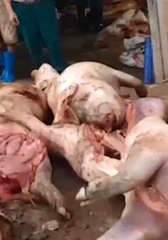 Cơ sở hô biến lợn chết thành thịt hun khói: Chủ tịch huyện bất ngờ