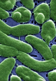 Mỹ khuyến cáo về vi khuẩn "ăn thịt người"