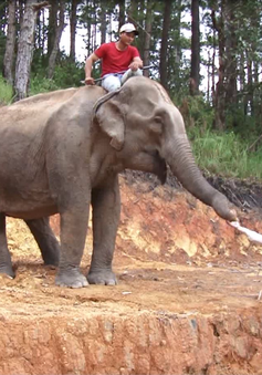 Doanh nghiệp tặng voi cho Trung tâm Bảo tồn voi Đắk Lắk
