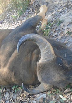 Bò tót chết trong vườn quốc gia Chư Mom Ray, Kon Tum