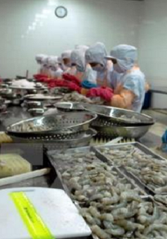 Chuỗi sản xuất tôm sạch đầu tiên xuất khẩu sang EU tại Kiên Giang