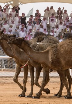 Lễ hội lạc đà - Nét văn hóa truyền thống của các quốc gia Arab