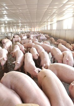 Lợn tăng giá nhưng nông dân không nôn nóng tăng đàn