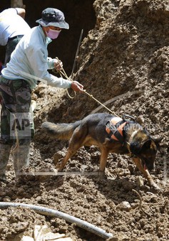 Indonesia: Triển khai chó cứu hộ tìm kiếm nạn nhân động đất