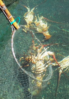 Tảo độc xuất hiện dày đặc trên vịnh Vân Phong