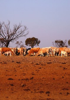 Australia báo động nguy cơ khủng hoảng nguồn nước do hạn hán