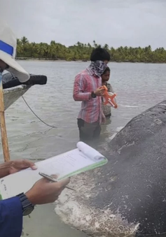 Chưa tìm ra nguyên nhân cá voi chết tại Indonesia