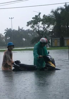 Nhiều diện tích trồng rau tại Đà Nẵng bị ngập sâu do mưa lớn