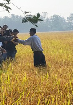 Phát triển chuỗi giá trị lúa gạo - Cơ hội mới cho nông dân Việt