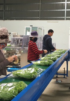 Cần lộ trình để rau củ quả Lâm Đồng được sơ chế trước khi xuống TP.HCM