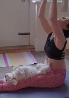 Xu hướng tập Yoga cùng thú cưng