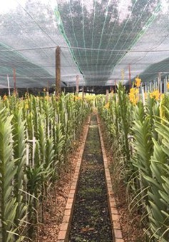 Tây Ninh nỗ lực hướng tới phát triển nông nghiệp công nghệ cao