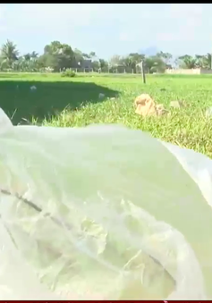 Ninh Thuận: Rác túi nilon tràn ngập vùng nông thôn An Hải