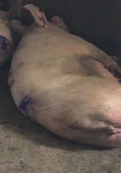 Hà Tĩnh: Lợn nghi nhiễm bệnh vẫn được mổ bán ra thị trường