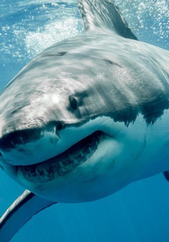 Nổi tiếng là to lớn nhưng liệu cá mập trắng có gây nguy hiểm cho con người?
