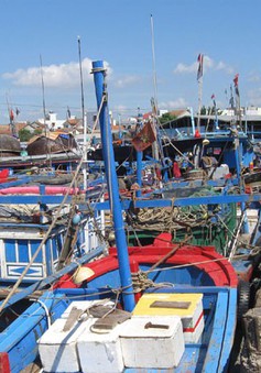Phú Yên ngừng khai thác cảng cá phường 6 tại TP. Tuy Hòa