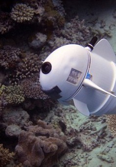 SoFi - Robot cá thám hiểm đại dương