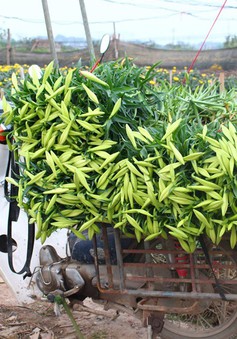 Hoa loa kèn đầu mùa: Năng suất thấp, rớt giá tại ruộng