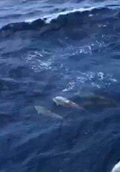 [Clip] Đàn cá heo nô đùa bơi theo tàu ra đảo Trường Sa