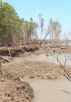 Cà Mau mất hơn 400ha rừng phòng hộ mỗi năm do nước biển dâng