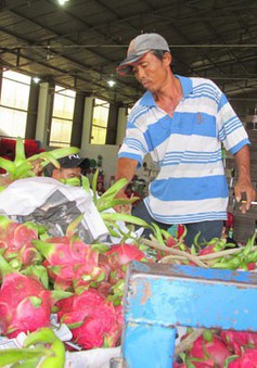 Truy xuất nguồn gốc trái cây xuất sang Trung Quốc: DN cần chuẩn bị tốt