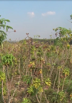 Hàng ngàn ha mỳ tại Kon Tum nhiễm bệnh chổi rồng, nông dân không có nguồn giống mới