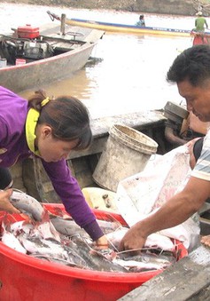 Công an vào cuộc điều tra nguyên nhân hàng trăm tấn cá bè chết trên sông La Ngà