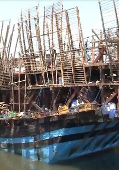 Tàu cá Đà Nẵng cứu tàu mực Quảng Ngãi cùng 49 thuyền viên gặp nạn trên biển