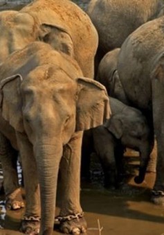 Cảnh báo tình trạng sát hại voi lấy da tại Myanmar