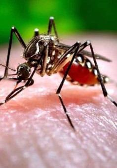 Hàn Quốc phát hiện trường hợp nghi nhiễm sốt Chikungunya