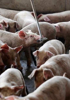 Bộ NN&PTNT cần có kịch bản điều hành giá thịt lợn