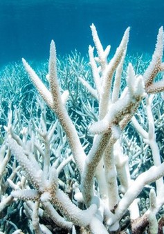 Hawai - Bang đầu tiên của Mỹ cấm kem chống nắng để bảo vệ san hô
