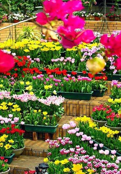 Lâm Đồng gặp khó trong nhập khẩu giống hoa