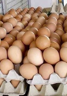 Ứng dụng công nghệ cao sản xuất trứng sạch để xuất khẩu